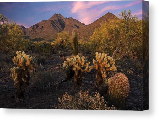 Cholla Canvas Print featuring the photograph Cholla Cactus at McDowell Mountains by Dave Dilli