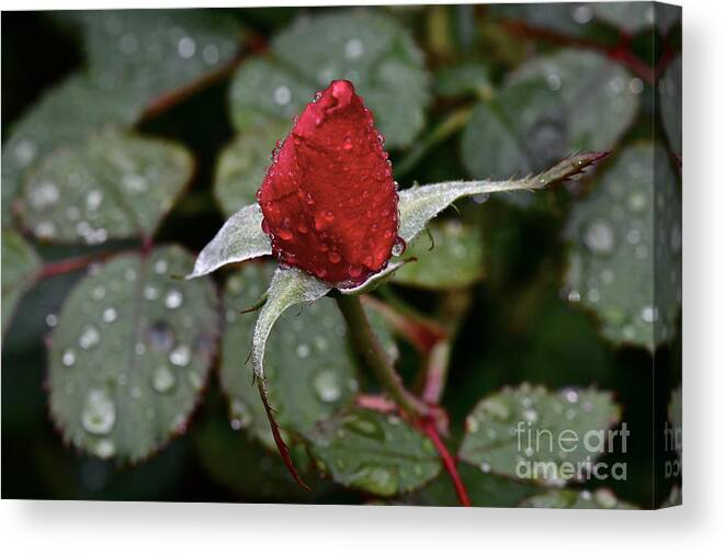 Rose Bud Canvas Print featuring the photograph Christmas bud by Dan Hefle