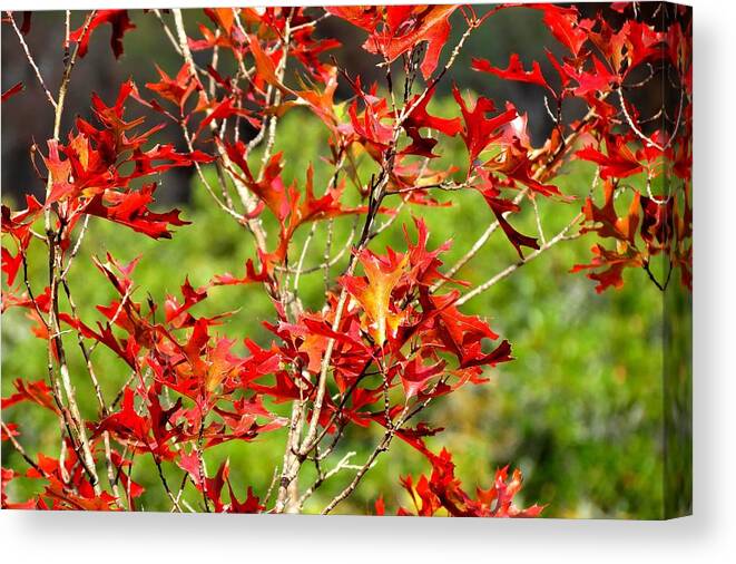 Fall Colors Canvas Print featuring the photograph Christmas Color by David Norman