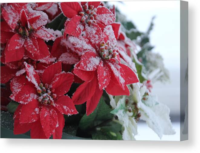 Poinsettia Canvas Print featuring the photograph Christmas Poinsettia Flowers by Valerie Collins