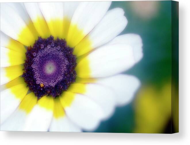 'summer Festival' Canvas Print featuring the photograph Chrysanthemum Carinatum 'summer Festival' by Maria Mosolova/science Photo Library