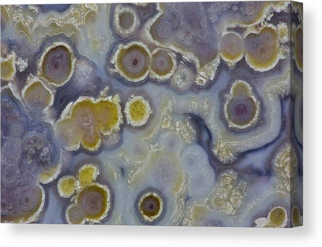 Geology Canvas Print featuring the photograph Circle Designs In Luna Agate, Mexico by Darrell Gulin