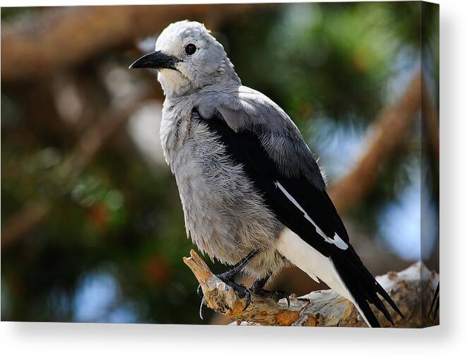  Nucifraga Columbiana Canvas Print featuring the photograph Clark's Nutcracker by Don and Bonnie Fink
