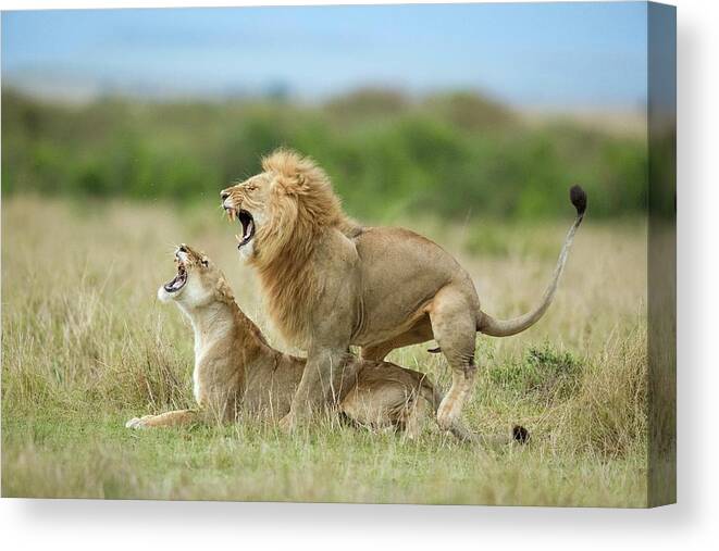 Kenya Canvas Print featuring the photograph Climax ..... After The Mating by Roshkumar
