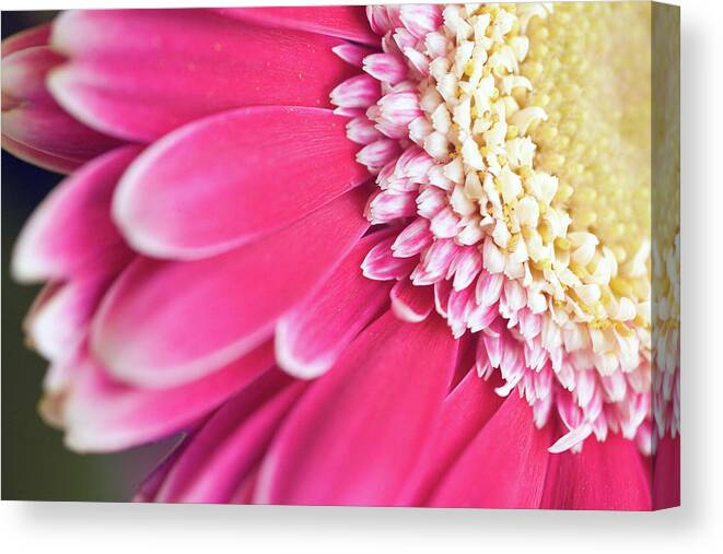 North Rhine Westphalia Canvas Print featuring the photograph Close-up Of A Gerbera Flowerhead by Juergen Bosse