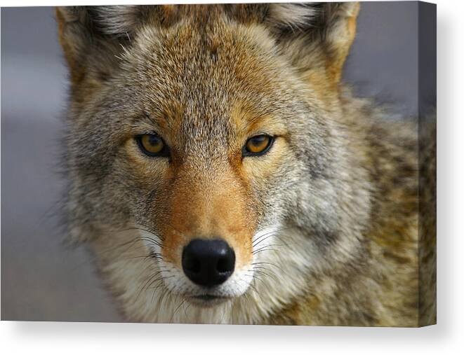 Delapp Canvas Print featuring the photograph Close Up Of Coyote Death Valley by John Delapp
