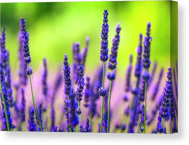 Purple Canvas Print featuring the photograph Close-up Of Lavender Flowers In A Field by Spooh