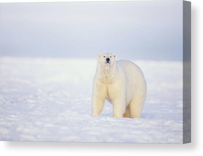 Kazlowski Canvas Print featuring the photograph Close Up Of Polar Bear On Snow Near by Steven Kazlowski