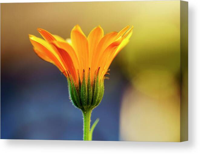 Detail Canvas Print featuring the photograph Close Up Of Yellow Flower Blossoming by John Short