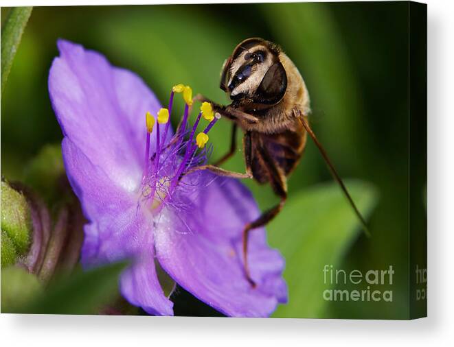 Closeup Canvas Print featuring the photograph Closeup of a bee on a purple flower by Nick Biemans