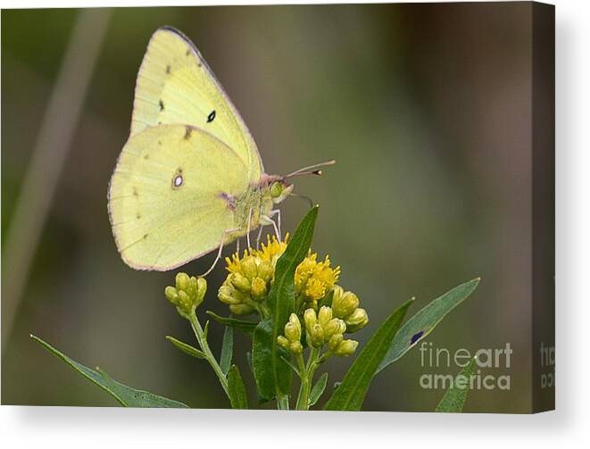 Wildlife Canvas Print featuring the photograph Clouded Sulphur by Randy Bodkins