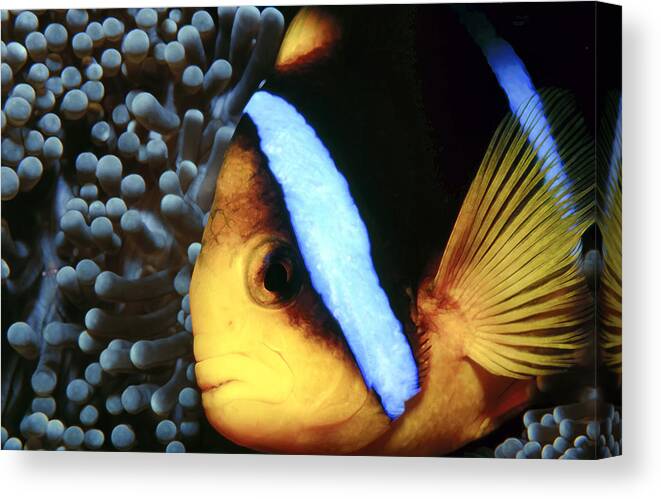 Micronesia Canvas Print featuring the photograph Clownfish 6 by Dawn Eshelman