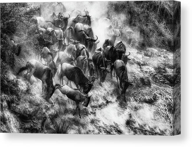 Wildebeest Canvas Print featuring the photograph Cluster by Mohammed Alnaser