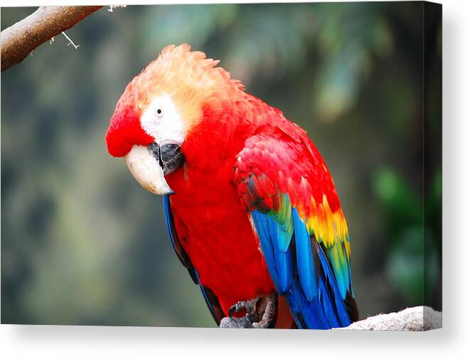  Canvas Print featuring the photograph Coat of Many Colors by Kim Blaylock