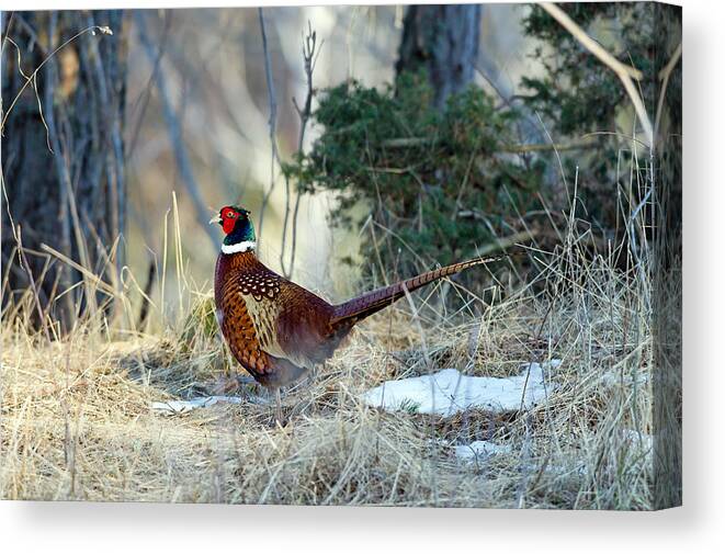 Cock Pheasant Canvas Print featuring the photograph Cock Pheasant by Torbjorn Swenelius