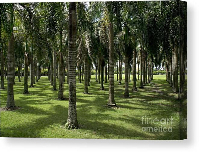 Abundance Canvas Print featuring the photograph Coconuts trees in a row by Sami Sarkis