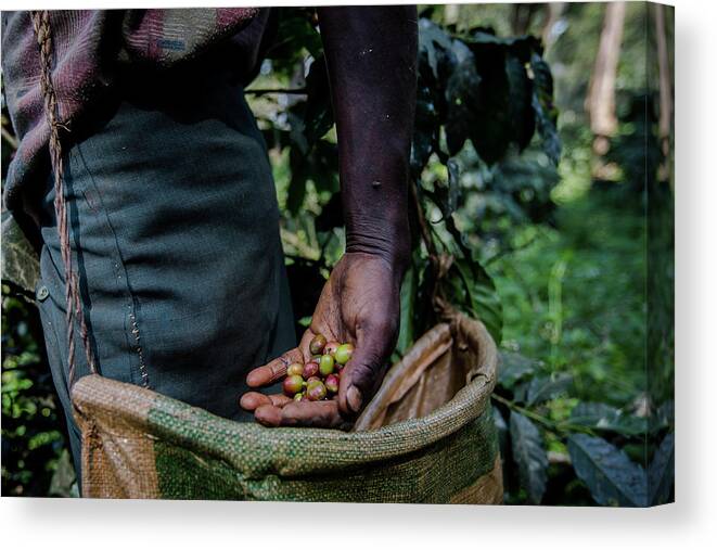Working Canvas Print featuring the photograph Collection Of The Coffee Beans by Anthony Pappone