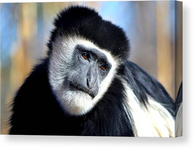 Monkey Canvas Print featuring the photograph Colobus Contemplation by Deena Stoddard