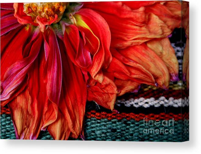 Dahlia Canvas Print featuring the photograph Color Power by Jeanette French