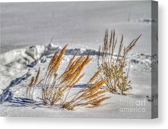 Snow Canvas Print featuring the photograph Color spots by Franz Zarda