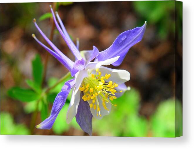 Colorado Canvas Print featuring the photograph Colorado Blue Columbine flower by Marilyn Burton