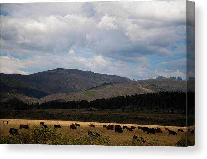Colorado Canvas Print featuring the photograph Colorado Cattle Graze by Shirley Heier