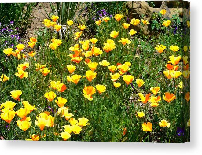 Wildflower Canvas Print featuring the photograph Colorado Gold cups by Gerald Blaine