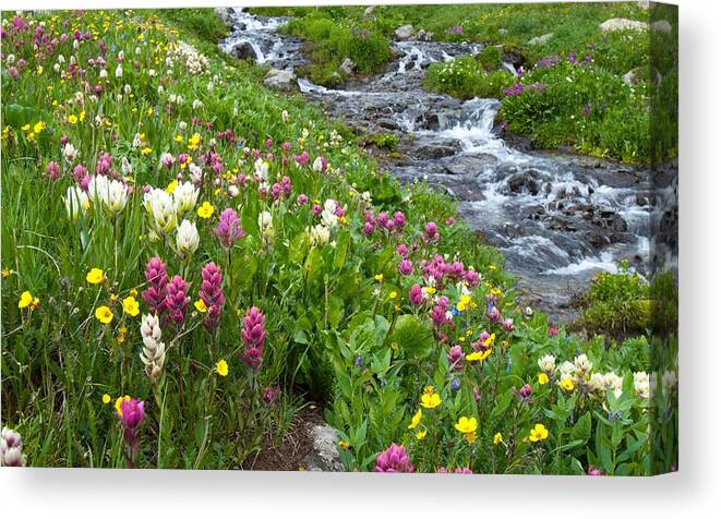 Wildflower Canvas Print featuring the photograph Colorado Wildflower Meadow and Stream by Cascade Colors