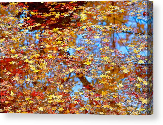 Colored Maple Leaves Canvas Print featuring the photograph Colored maple leaves on the pond by Hisao Mogi