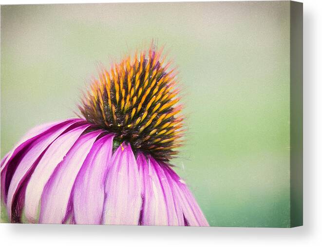 Artistic Canvas Print featuring the photograph Colored Pencil Coneflower by Bill and Linda Tiepelman