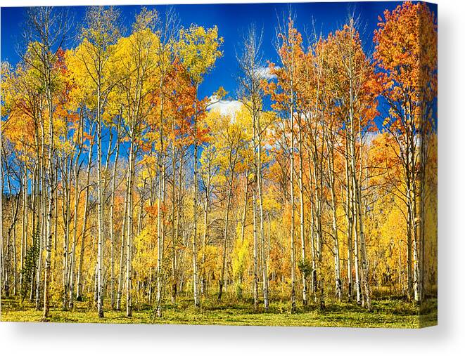 Aspen Canvas Print featuring the photograph Colorful Colorado Autumn Aspen Trees by James BO Insogna