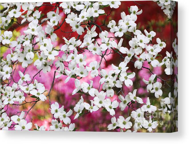 Beauty In Nature Canvas Print featuring the photograph Colorful Dogwood Lattice by Oscar Gutierrez