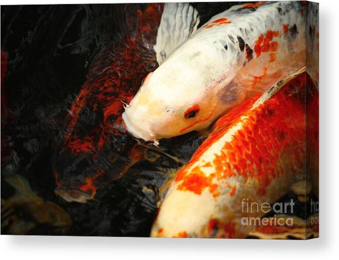 Koi Fish Canvas Print featuring the photograph Colorful Koi by Veronica Batterson