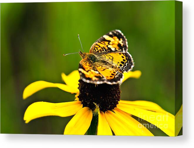 Photography Canvas Print featuring the photograph Colorful Landing by Gwen Gibson