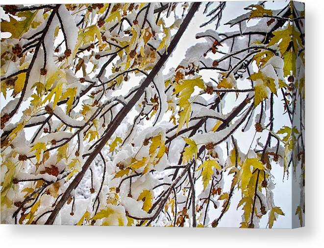 Tree Canvas Print featuring the photograph Colorful Maple Tree Branches In The Snow 3 by James BO Insogna