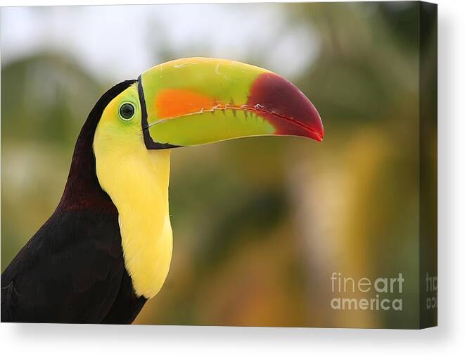 Keel-billed Toucan Canvas Print featuring the photograph Colorful Toucan by Teresa Zieba