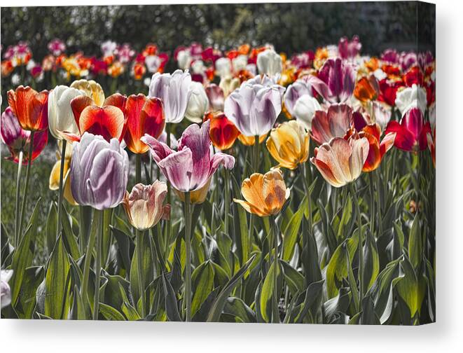 Tulip Canvas Print featuring the photograph Colorful Tulips in the Sun by Sharon Popek