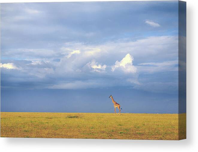 Giraffe Canvas Print featuring the photograph Colors Of Freedom by Eiji Itoyama