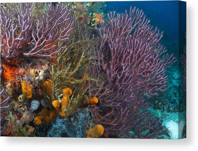 Angle Canvas Print featuring the photograph Colors of Reefs by Sandra Edwards