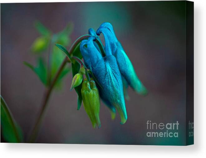 Flower Canvas Print featuring the photograph Columbine by Barbara Schultheis