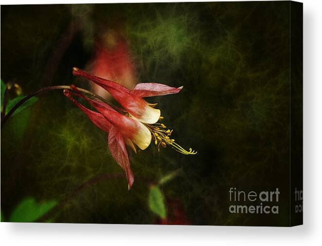 Flower Canvas Print featuring the photograph Columbine II by Lee Craig