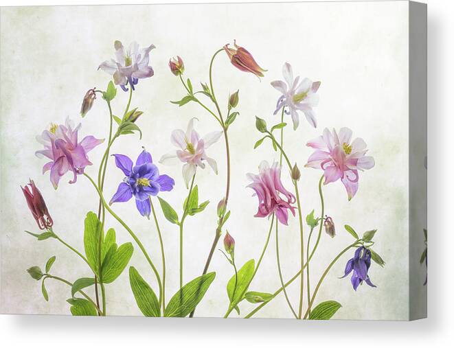 Aquilegia Canvas Print featuring the photograph Columbine by Mandy Disher
