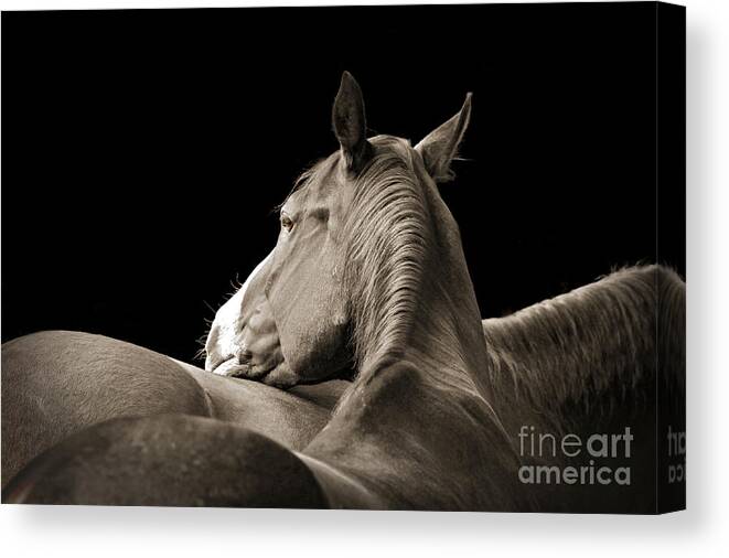 Nature Canvas Print featuring the photograph Comfort by Michelle Twohig