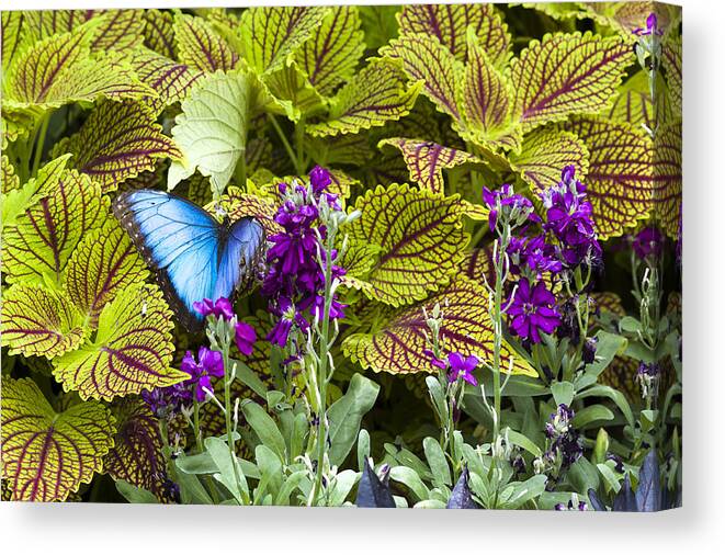 Animal Canvas Print featuring the photograph Common Blue Morpho Butterfly by Jack R Perry