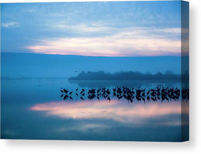 Hula Valley Canvas Print featuring the photograph Common Crane Grus Grus At Sun-set by Photostock-israel/science Photo Library