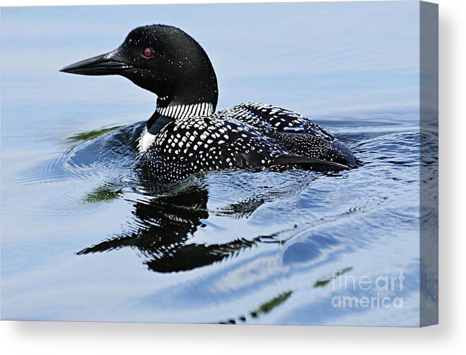 Photography Canvas Print featuring the photograph Common Loon by Larry Ricker