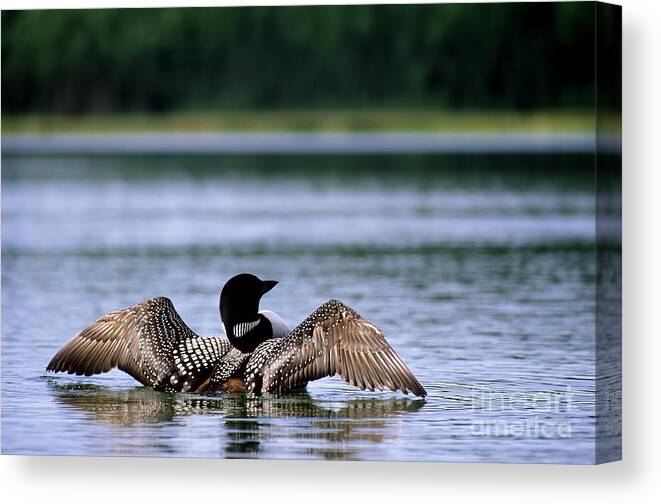 Common Loon Canvas Print featuring the photograph Common Loon by Mark Newman