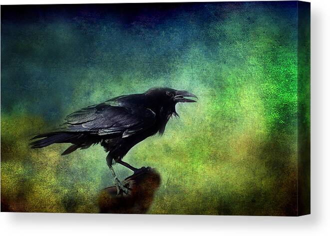 Ravens Canvas Print featuring the photograph Common Raven by Barbara Manis