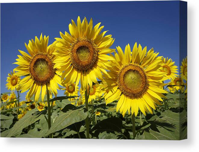 Feb0514 Canvas Print featuring the photograph Common Sunflower Flowers Japan by Hiroya Minakuchi