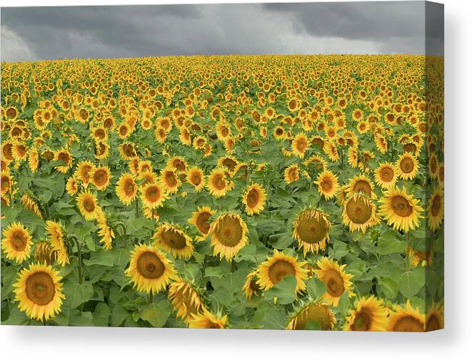 Mp Canvas Print featuring the photograph Common Sunflower Helianthus Annuus by Cyril Ruoso